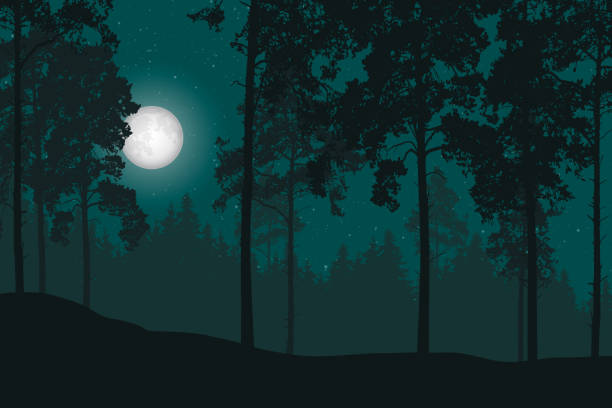 illustrations, cliparts, dessins animés et icônes de illustration vectorielle d’une nuit, paysage de forêt, lune et étoiles - moonlight