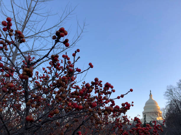 istock red berries and Capitol Hill 915154978