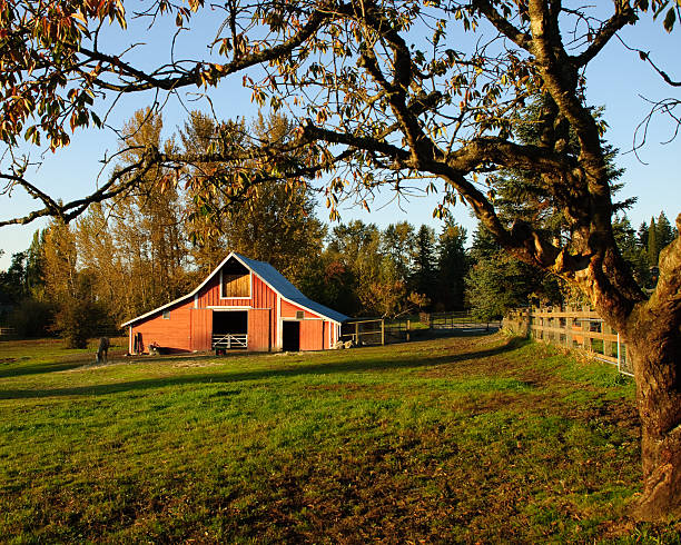 Red Barn and Tree, Evening Light This well preserved barn is said to be over 100 years old. Here it is shown on a clear fall evening. The historic barn sits on a small farm in Edgewood, Washington State, USA. jeff goulden puyallup washington stock pictures, royalty-free photos & images