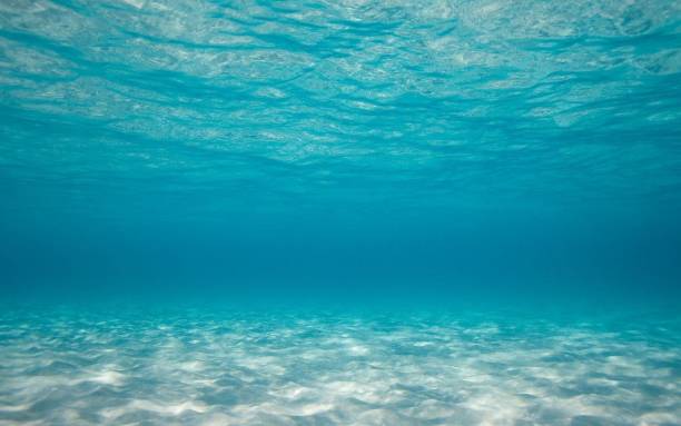 istock bottom of the sea 915155482