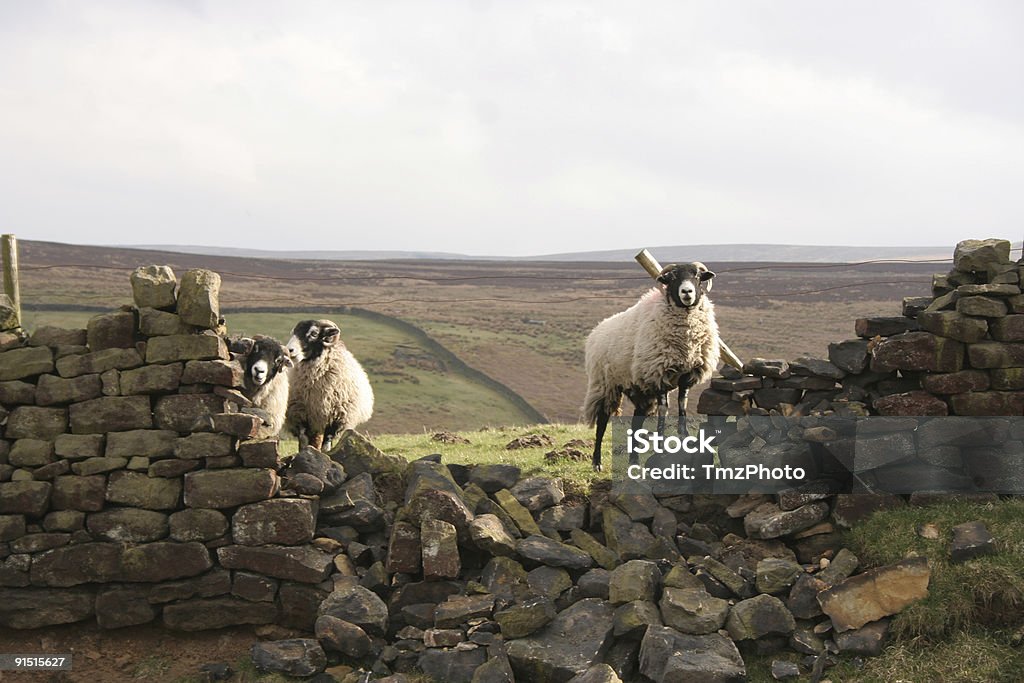 Pecore distruzione di un muro di mattoni - Foto stock royalty-free di Ambientazione esterna