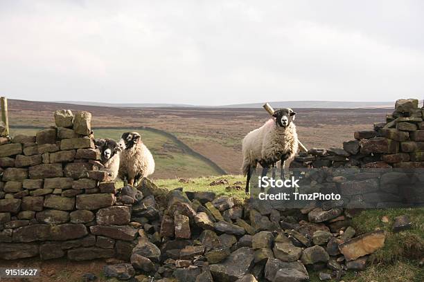 Pecore Distruzione Di Un Muro Di Mattoni - Fotografie stock e altre immagini di Ambientazione esterna - Ambientazione esterna, Bianco, Campo