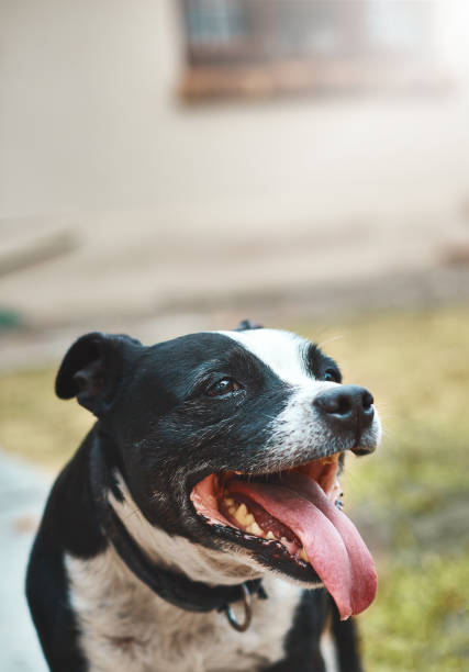istock Portrait of pet dog: an elderly, happy Staffordshire Bull Terrier 915156862