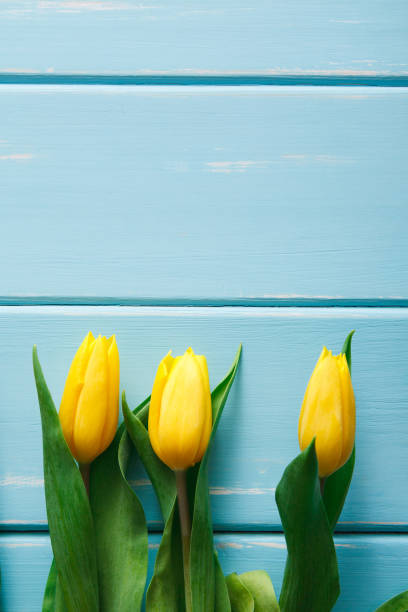 istock Yellow tulips on blue wood background, copy space 915160378