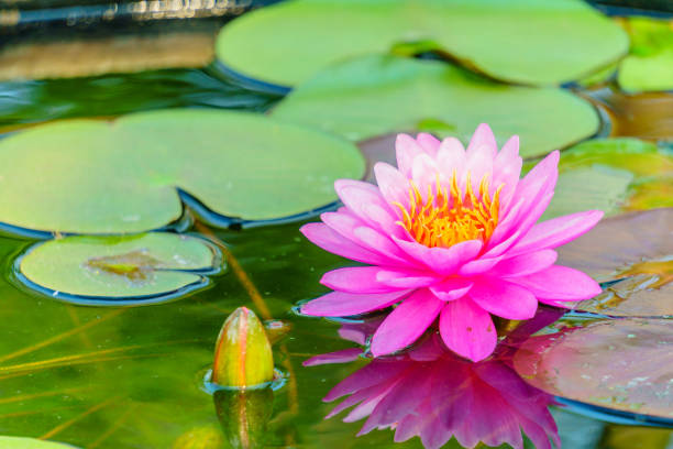 istock Beautiful lotus for background 915160440