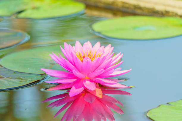 istock Beautiful lotus for background 915160472