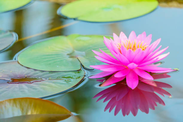 istock Beautiful lotus for background 915160474