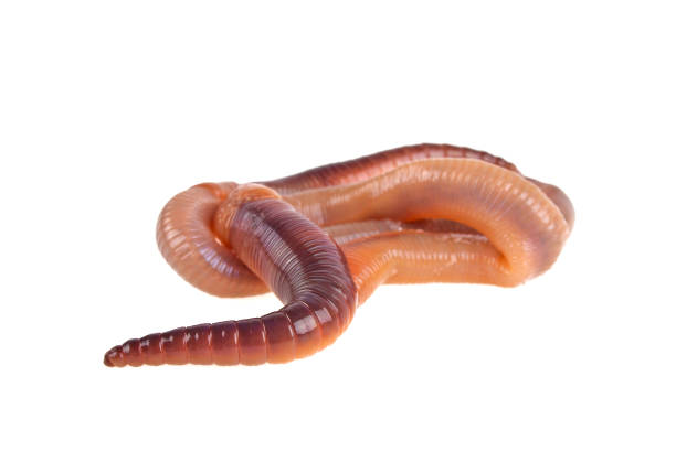 istock Animal earth worm isolated on white background 915160820