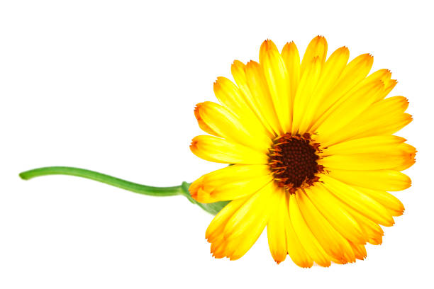 istock Calendula. Marigold flower with leaves isolated on a white background 915160914