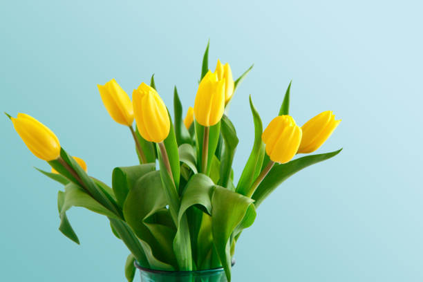 istock Yellow tulips bouquet on blue background 915161072