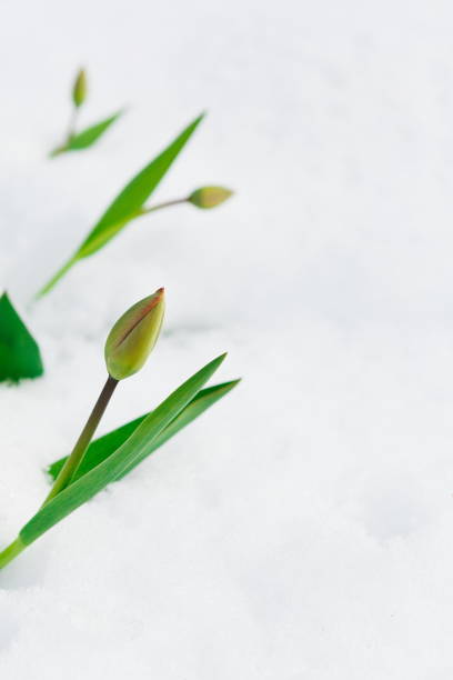 Tulip bud growing through snow during the last days of winter. Nature awakening, first flowers, thaw, looking for spring concept