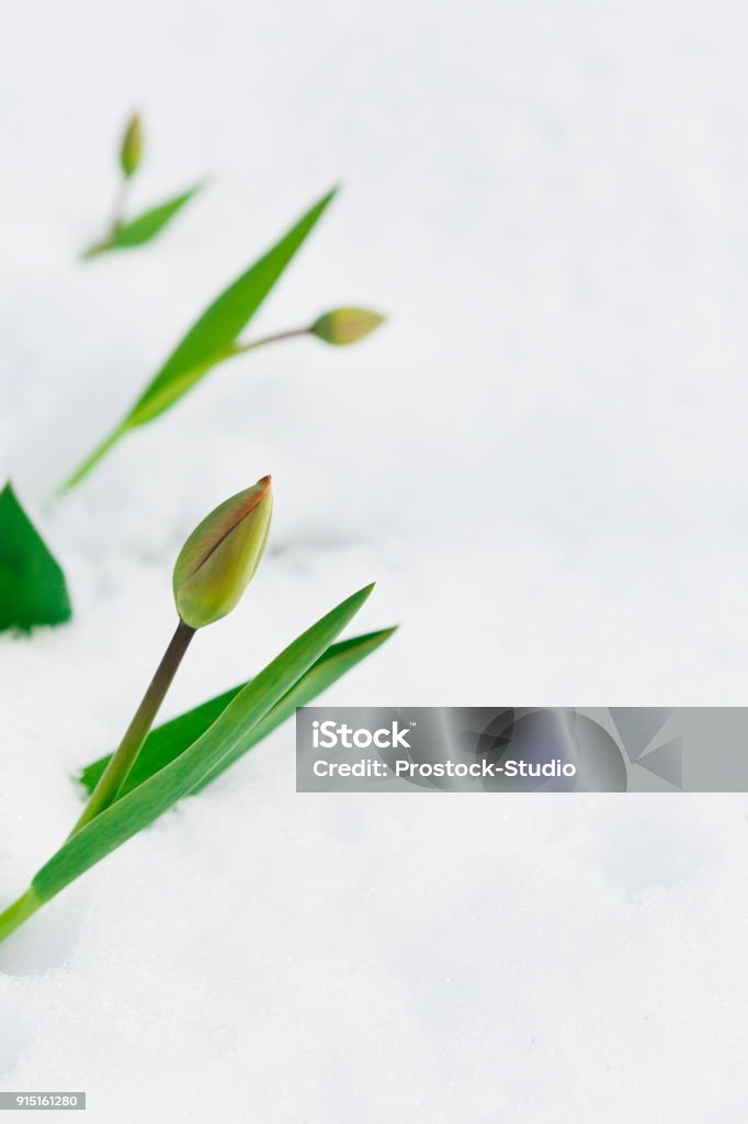 Tulip bud under the snow in the spring Tulip bud growing through snow during the last days of winter. Nature awakening, first flowers, thaw, looking for spring concept Backgrounds Stock Photo