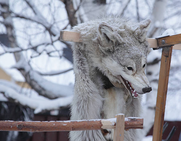 Wolf skin at the Jokkmokk market stock photo