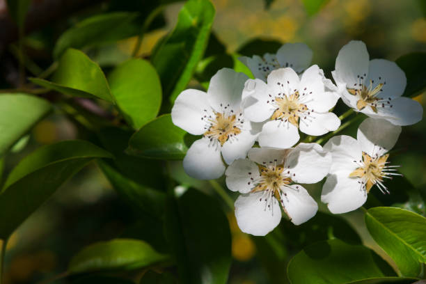 istock Cherry tree spring blossom, branch with flowers 915162674