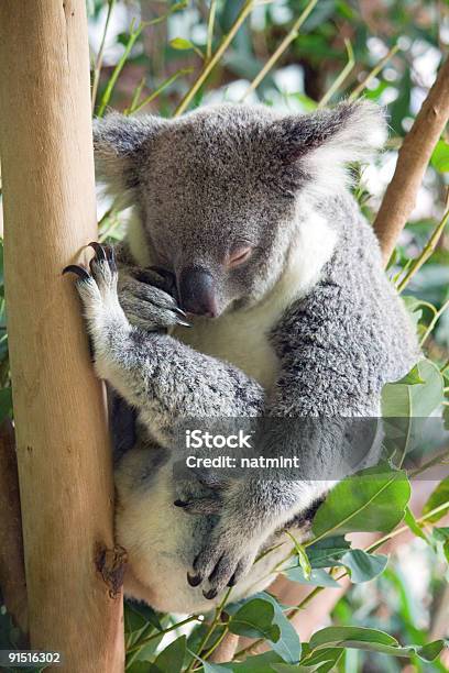 Dormire Koala - Fotografie stock e altre immagini di Abbracciare una persona - Abbracciare una persona, Albero, Albero di eucalipto