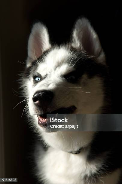 Сибирский Хаски — стоковые фотографии и другие картинки Собака - Собака, Агрессия, Сибирский хаски