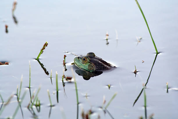 Frog in water stock photo