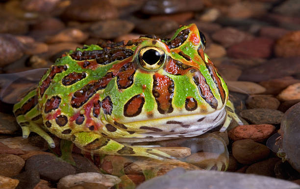 istock Frog In Rocky Pond 91516350