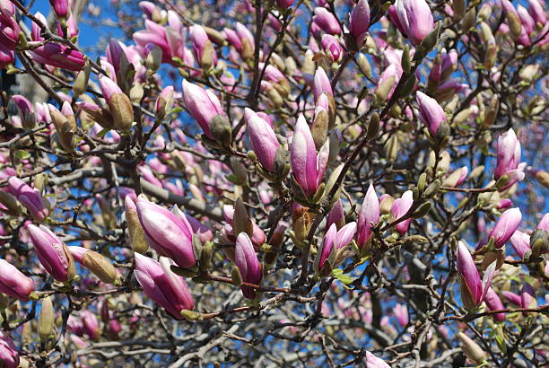 Cтоковое фото Блюдце Магнолия дерево в весенний цветущий