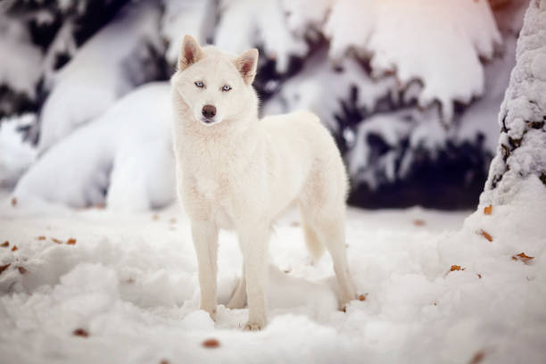 istock White Siberian husky dog in a snowy forest. 915166236