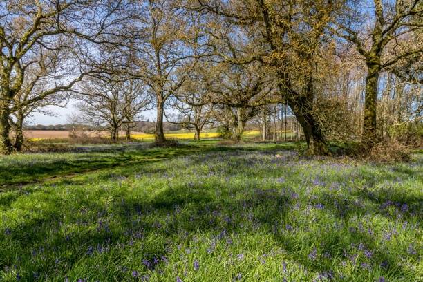 istock Cranborne Chase, Dorset, England 915166732