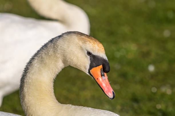 istock Mute Swans, Poole, Dorset, England 915166882