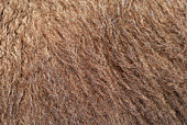 kamelhaar-hair.jpg?b=1&s=170x170&k=20&c=BO0B6QtffFidO4xxRxI3fmbZum_MPFBwx18idiw7CFA=