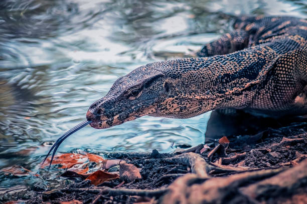 istock Reptile in thailand 915169362