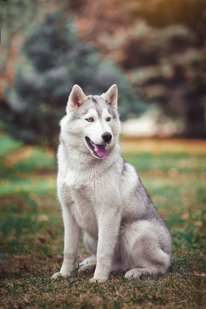 istock Siberian husky dog in the forest. 915169704