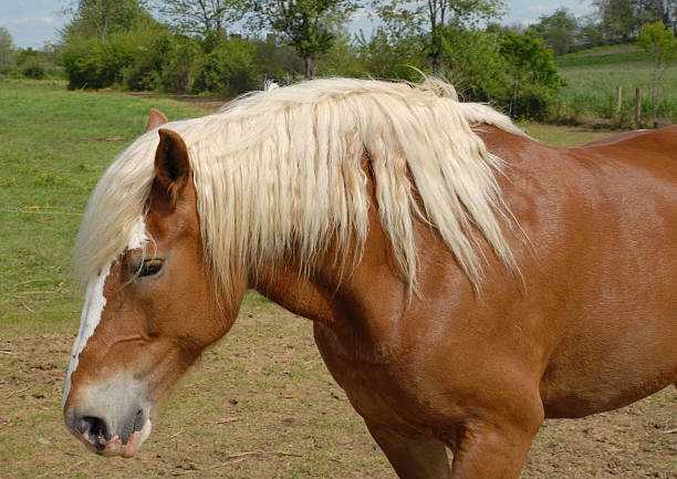 pennsylvania belga - belgian horse fotografías e imágenes de stock