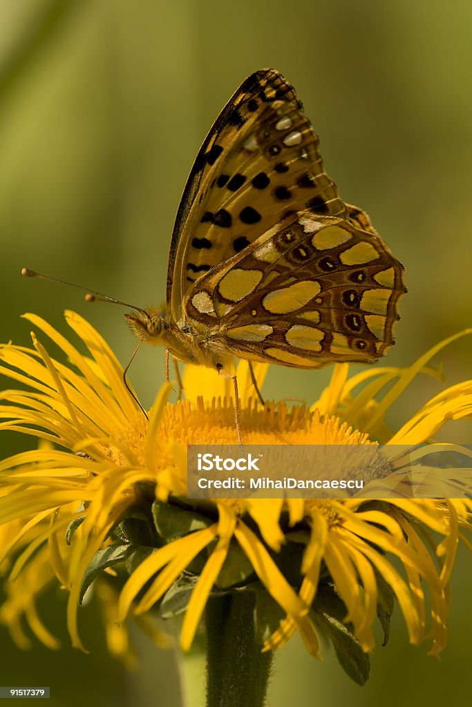 Butterfly karmienia na Kwiat żółty - Zbiór zdjęć royalty-free (Bez ludzi)