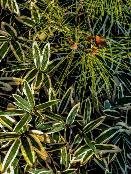 istock Bamboo leaves and Pine leaves. 915173936