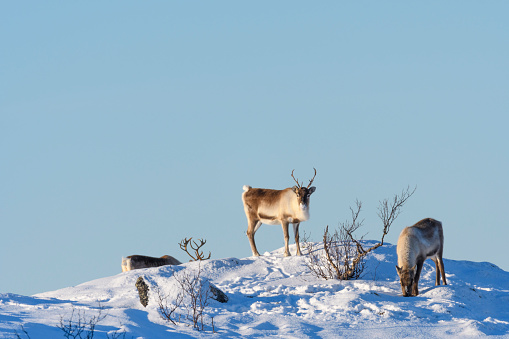 Reindeer grazing in the snow during winter in Northern Norway. The Reindeer are living in a natural environment.
