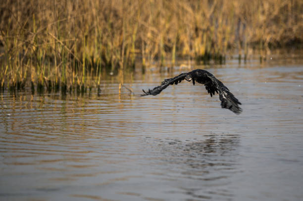 istock Little Cormorant in action 915177316