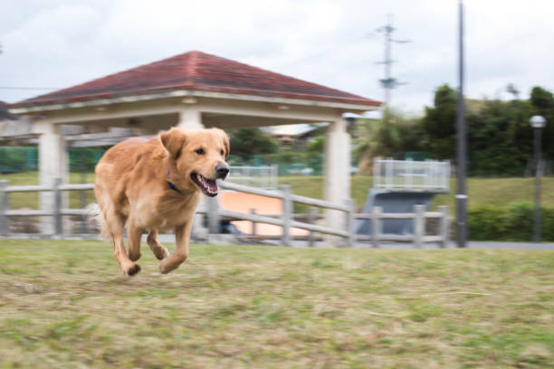 istock Running Golden Retriever 915178328