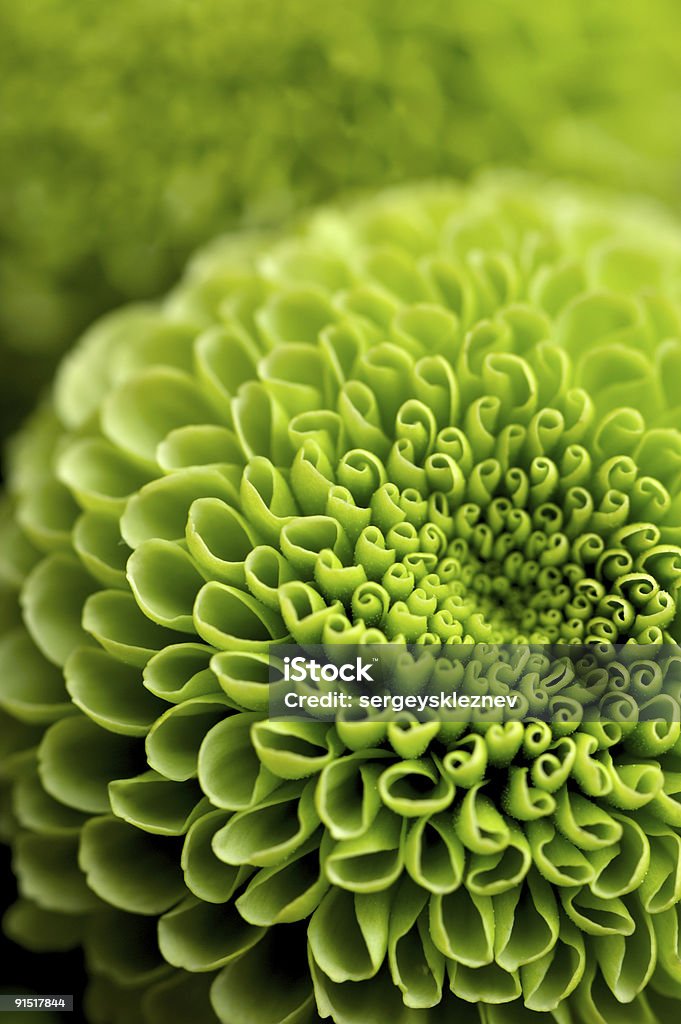 Green flower background  Abstract Stock Photo