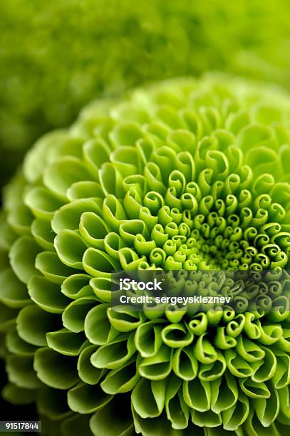 Green Flower Background Stock Photo - Download Image Now - Abstract, Aster, Blossom