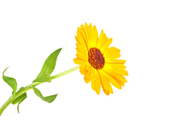 istock Calendula. Marigold flower with leaves isolated on a white background 915178668