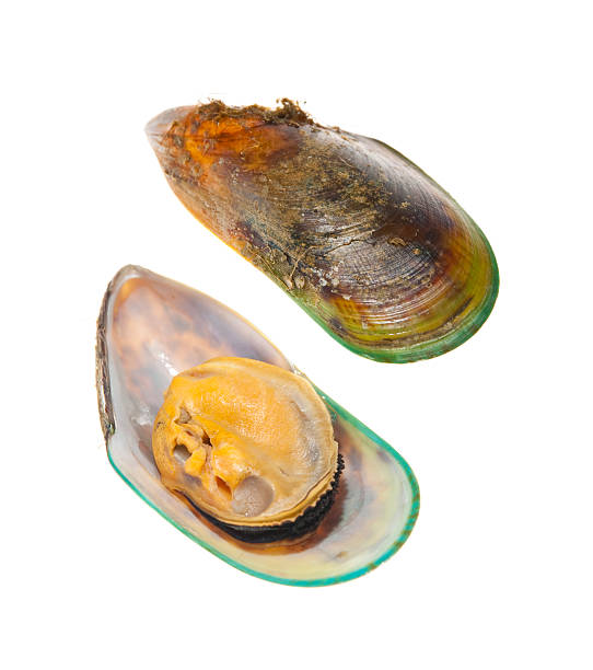 istock New Zeland Greenshell Mussel 91518043
