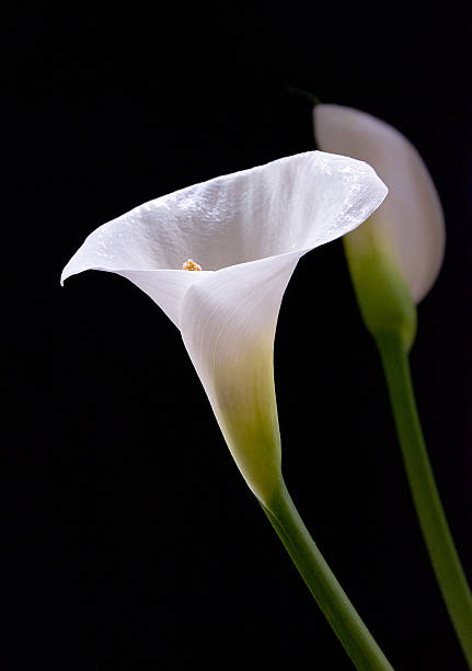 istock Calla lilies flowers 91518068