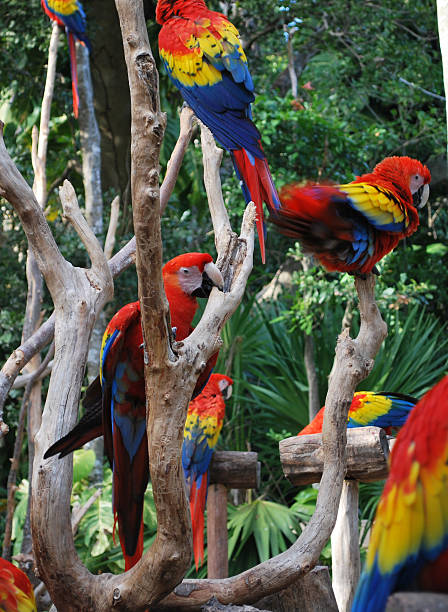 istock scarlet macaw parrots 91518130