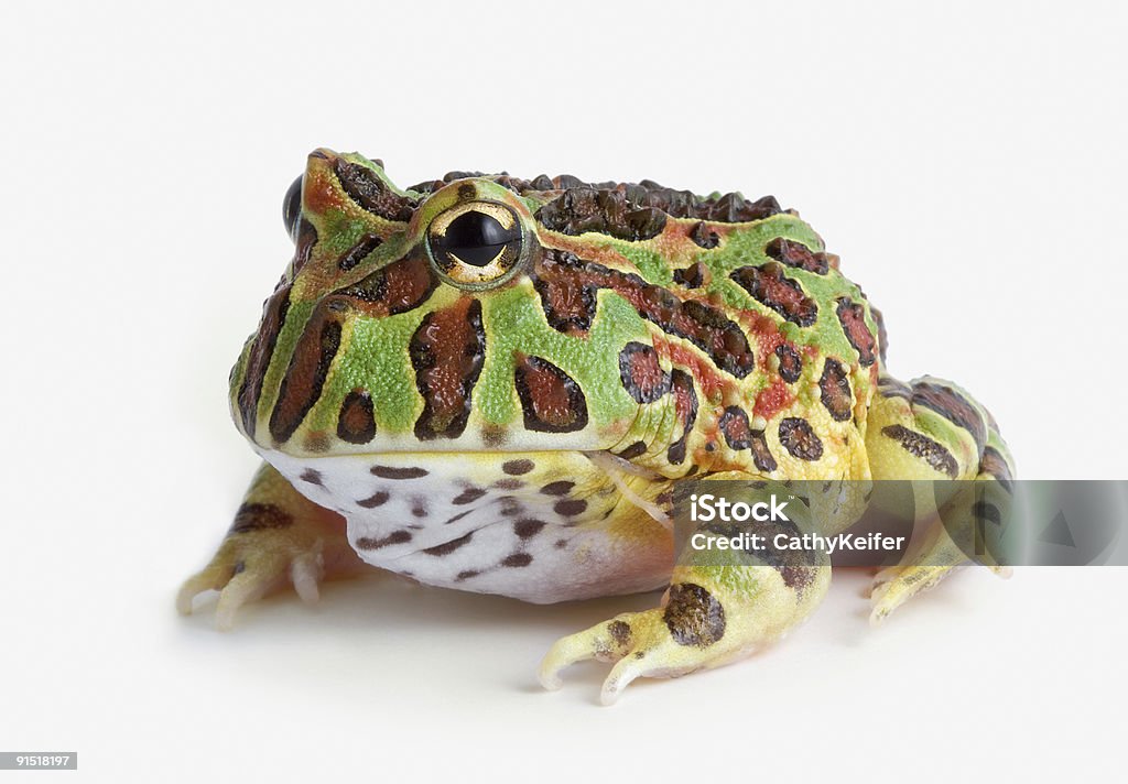 Żaba na białym tle - Zbiór zdjęć royalty-free (Argentyńska żaba rogata)