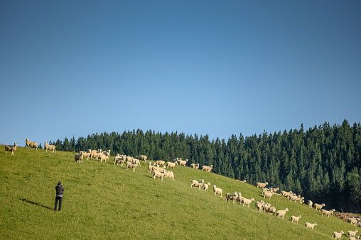 Young Male photographer taking photo in sheep farm, standing on green grass field near pine forest and blue sky background behind the hill