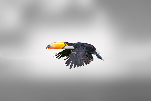 Beautiful toucan flying with a grey background