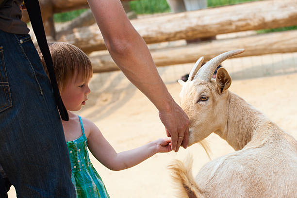 istock Dad and daughter feedind kids. 91518667