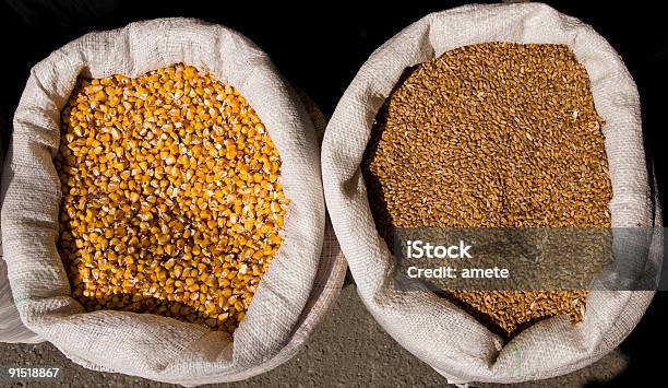Maíz Y Trigo Foto de stock y más banco de imágenes de Agricultura - Agricultura, Alimento, Amarillo - Color