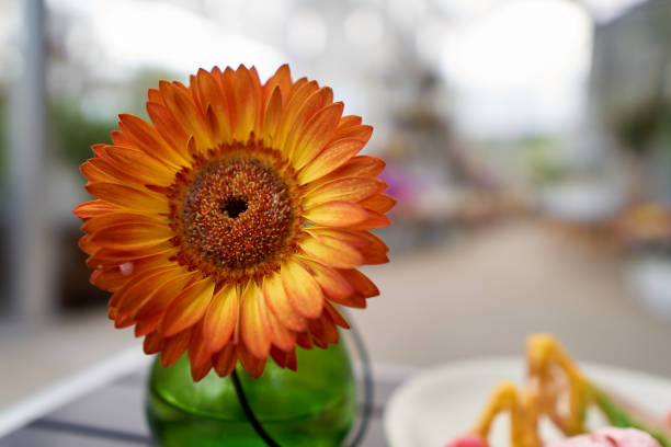 istock Orange Transvaal Daisy in the garden. 915189346