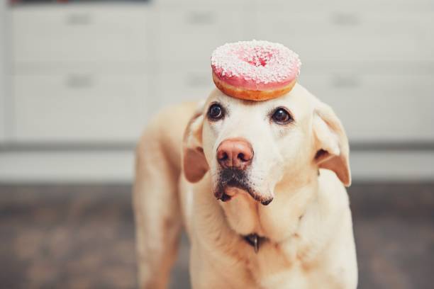 lustiger hund mit donut - versuchung stock-fotos und bilder