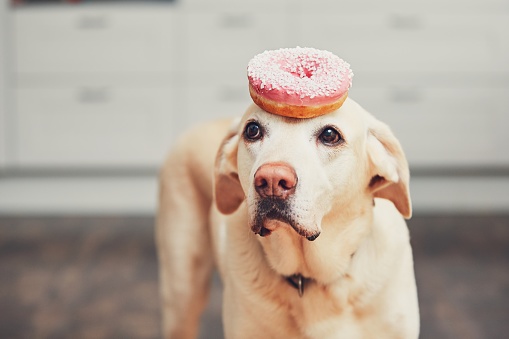 Funny portrait of the cute dog in the home kitchen. Labrador retriever keeps donut on his head.