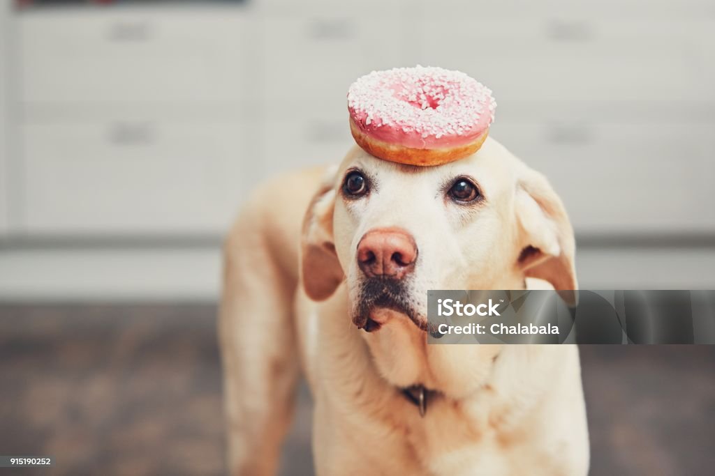 Funny dog with donut Funny portrait of the cute dog in the home kitchen. Labrador retriever keeps donut on his head. Dog Stock Photo